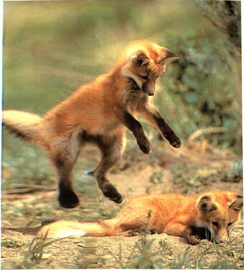 Red Fox (Vulpes vulpes){!--붉은여우--> two pups romping; DISPLAY FULL IMAGE.