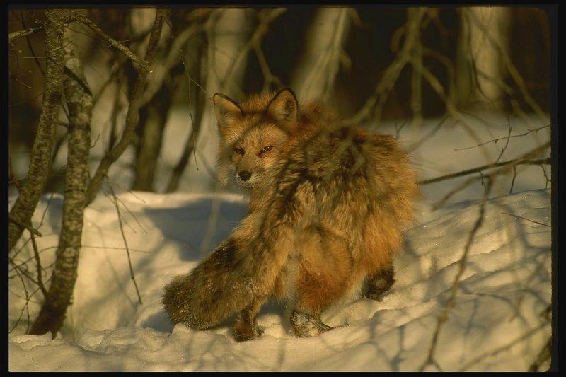 Red Fox (Vulpes vulpes){!--붉은여우-->; DISPLAY FULL IMAGE.