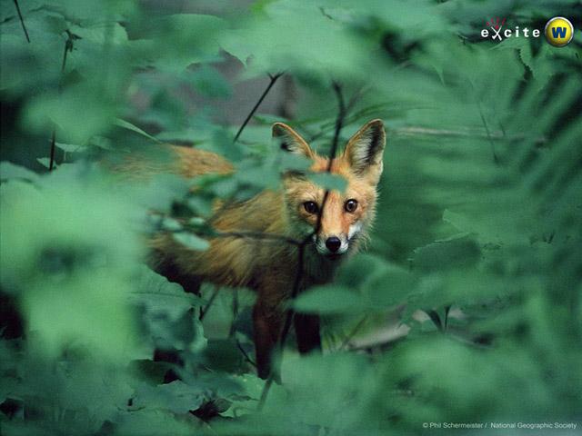 Red Fox (Vulpes vulpes){!--붉은여우--> behind leaves; Image ONLY