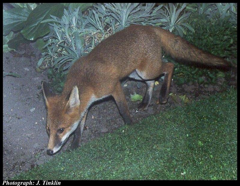 European Red Fox (Vulpes vulpes){!--유럽 붉은여우-->; DISPLAY FULL IMAGE.