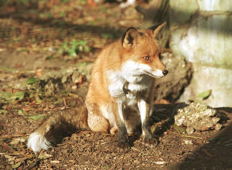 Red Fox (Vulpes vulpes){!--붉은여우--> - Basildon Zoo; DISPLAY FULL IMAGE.