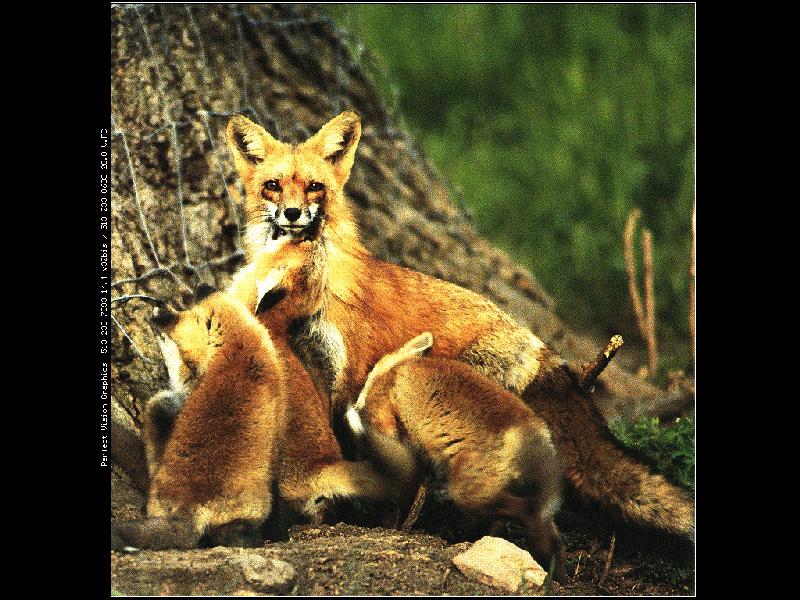 Red Fox (Vulpes vulpes){!--붉은여우--> family; DISPLAY FULL IMAGE.