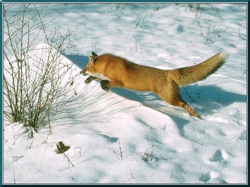 Red Fox (Vulpes vulpes){!--붉은여우--> running on snow; DISPLAY FULL IMAGE.