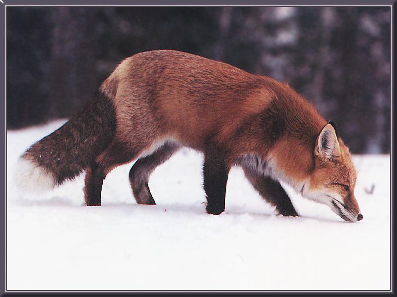 Red Fox (Vulpes vulpes){!--붉은여우--> searching prey; DISPLAY FULL IMAGE.