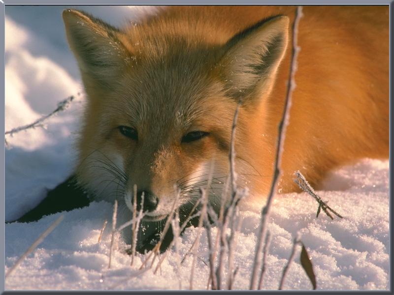 Red Fox (Vulpes vulpes){!--붉은여우--> closeup; DISPLAY FULL IMAGE.