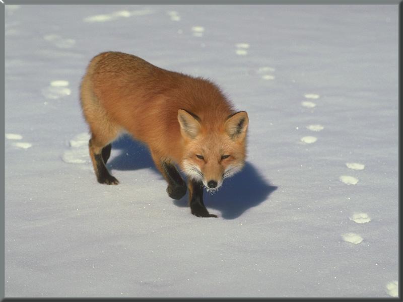 Red Fox (Vulpes vulpes){!--붉은여우-->; DISPLAY FULL IMAGE.