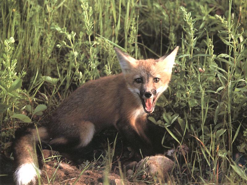 Red Fox (Vulpes vulpes){!--붉은여우--> snarls; DISPLAY FULL IMAGE.