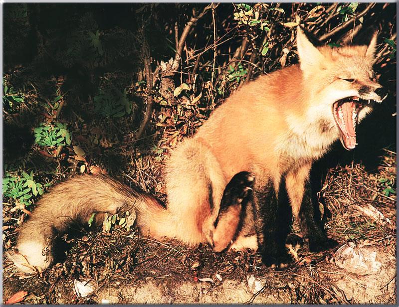 Red Fox (Vulpes vulpes){!--붉은여우--> big yawn; DISPLAY FULL IMAGE.