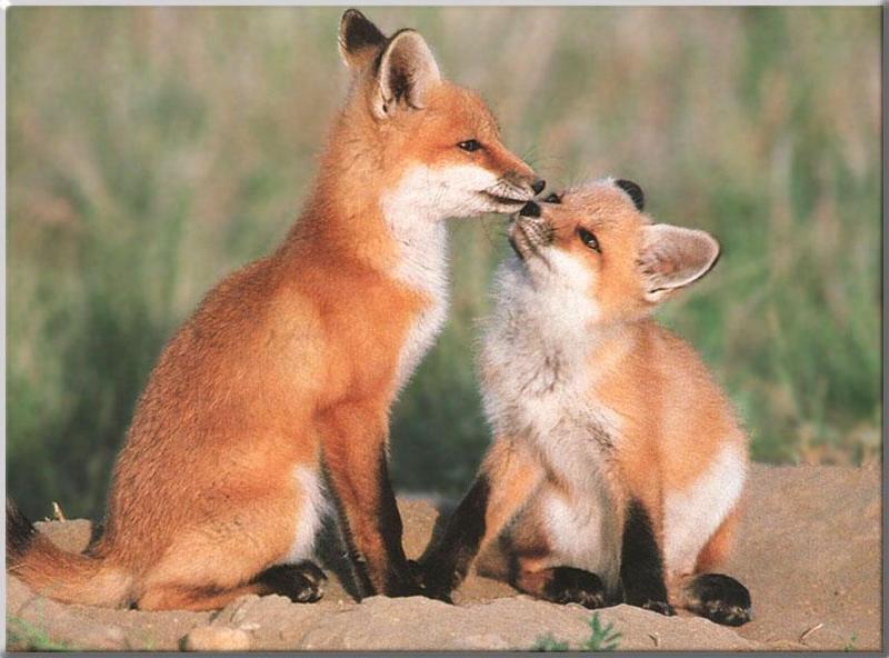 Red Foxes (Vulpes vulpes){!--붉은여우-->; DISPLAY FULL IMAGE.