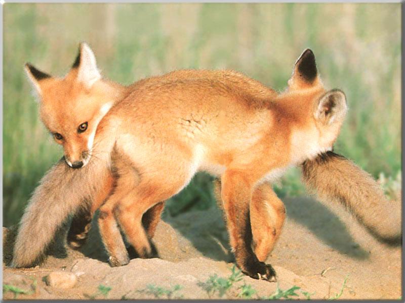 Red Foxes (Vulpes vulpes){!--붉은여우--> two pups; DISPLAY FULL IMAGE.