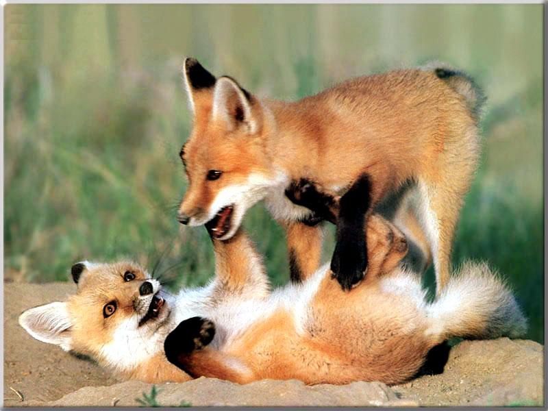 Red Foxes (Vulpes vulpes){!--붉은여우--> two pups; DISPLAY FULL IMAGE.