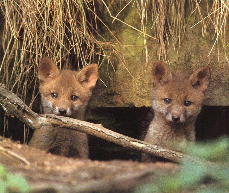 Red Fox (Vulpes vulpes){!--붉은여우--> two pups in den; DISPLAY FULL IMAGE.