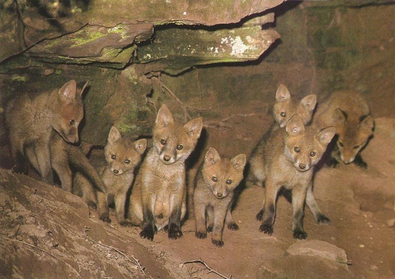 Red Foxes (Vulpes vulpes){!--붉은여우--> family in den; DISPLAY FULL IMAGE.