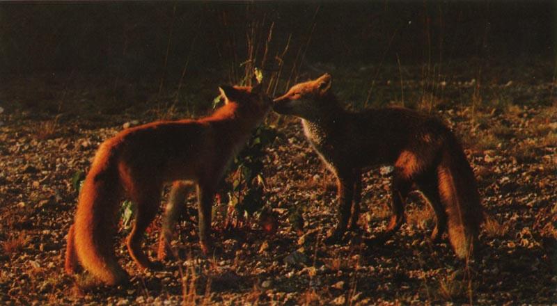 Red Foxes (Vulpes vulpes){!--붉은여우--> two grownup pups; DISPLAY FULL IMAGE.