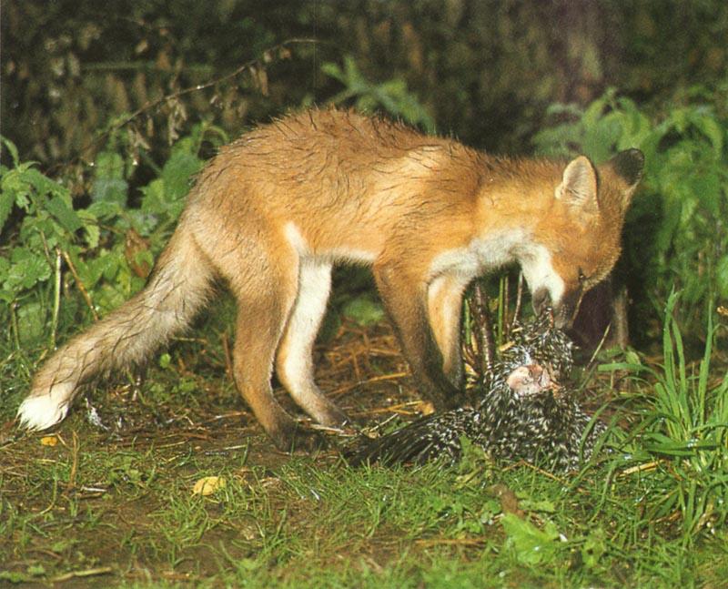 Red Fox (Vulpes vulpes){!--붉은여우--> pup eating bird; DISPLAY FULL IMAGE.