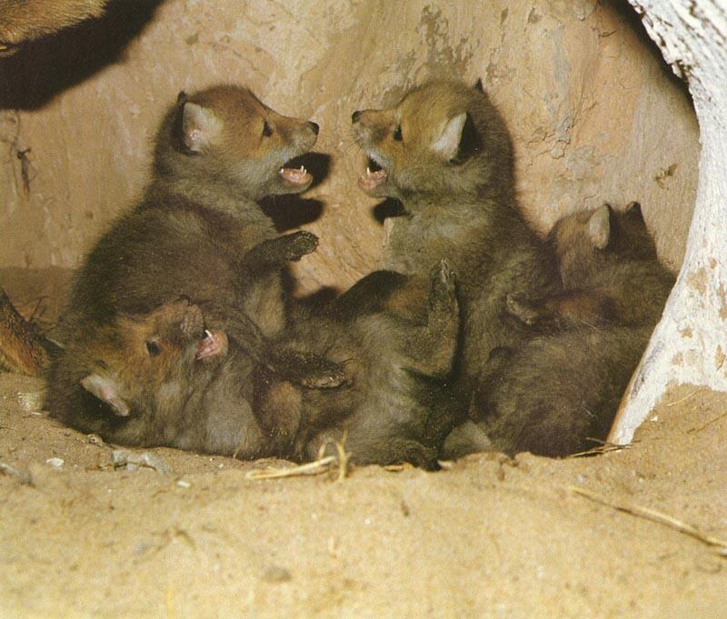 Red Foxes (Vulpes vulpes){!--붉은여우--> pups in den; DISPLAY FULL IMAGE.