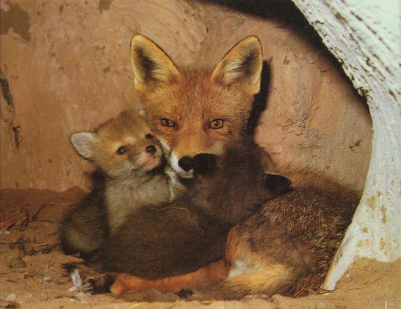 Red Fox (Vulpes vulpes){!--붉은여우--> mother and pups; DISPLAY FULL IMAGE.