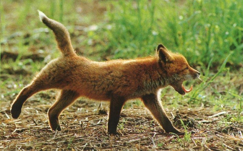 Red Fox (Vulpes vulpes){!--붉은여우--> pup stretching; DISPLAY FULL IMAGE.