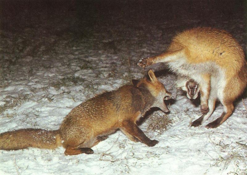 Red Foxes (Vulpes vulpes){!--붉은여우--> fighting males; DISPLAY FULL IMAGE.