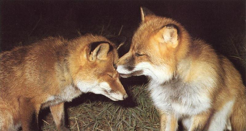 Red Fox (Vulpes vulpes){!--붉은여우--> love nozzle; DISPLAY FULL IMAGE.