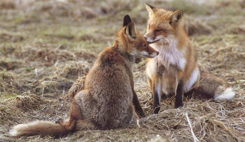 Red Foxes (Vulpes vulpes){!--붉은여우--> pair; DISPLAY FULL IMAGE.