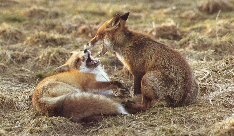 Red Foxes (Vulpes vulpes){!--붉은여우--> pair playing; DISPLAY FULL IMAGE.