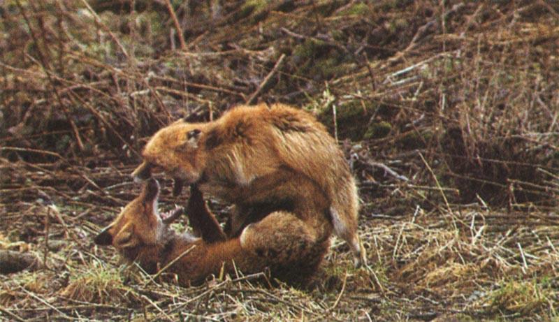 Red Foxes (Vulpes vulpes){!--붉은여우--> pair mating; DISPLAY FULL IMAGE.