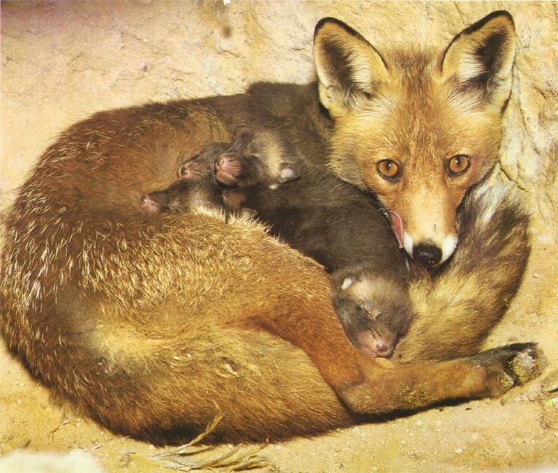Red Fox (Vulpes vulpes){!--붉은여우--> mother guarding newborn pups; DISPLAY FULL IMAGE.