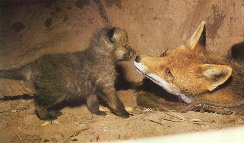 Red Foxes (Vulpes vulpes){!--붉은여우--> mother and pup; DISPLAY FULL IMAGE.