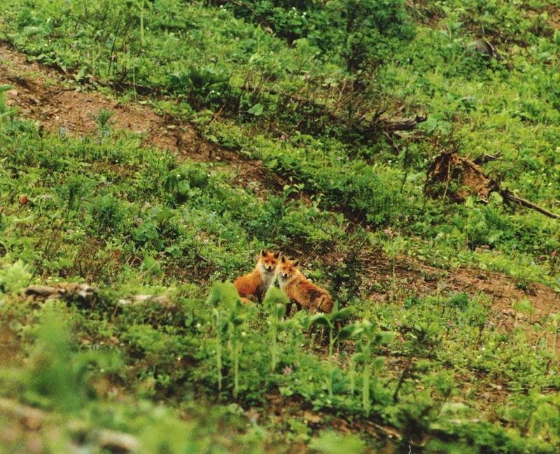 Red Fox (Vulpes vulpes){!--붉은여우--> pair; DISPLAY FULL IMAGE.