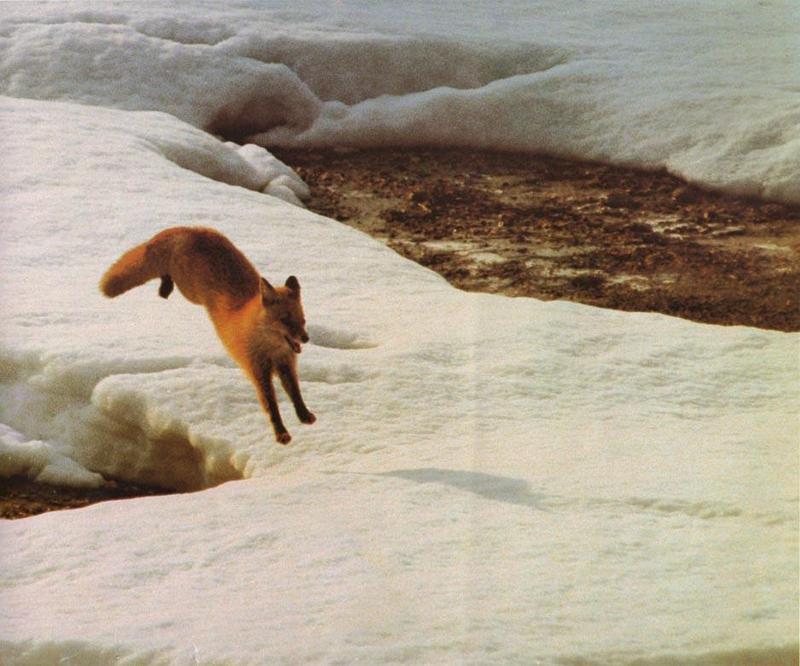 Red Fox (Vulpes vulpes){!--붉은여우--> jumping; DISPLAY FULL IMAGE.