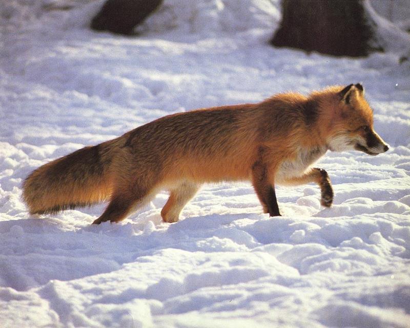Red Fox (Vulpes vulpes){!--붉은여우--> wandering; DISPLAY FULL IMAGE.