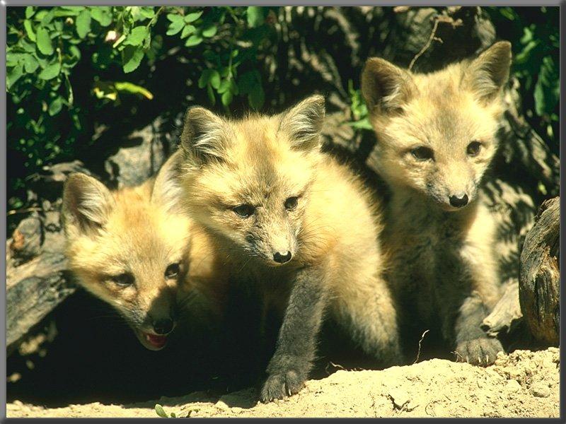 Red Fox (Vulpes vulpes){!--붉은여우--> 3 pups; DISPLAY FULL IMAGE.