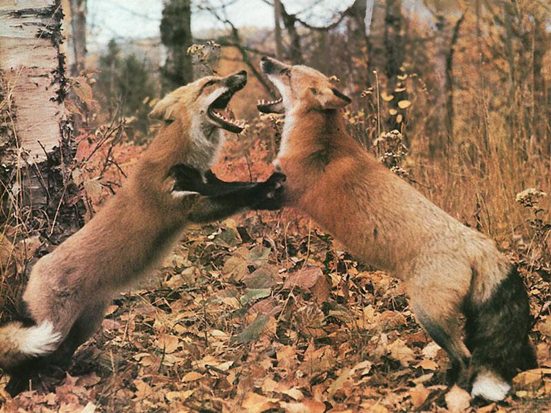 Red Foxes (Vulpes vulpes){!--붉은여우--> fighting; DISPLAY FULL IMAGE.
