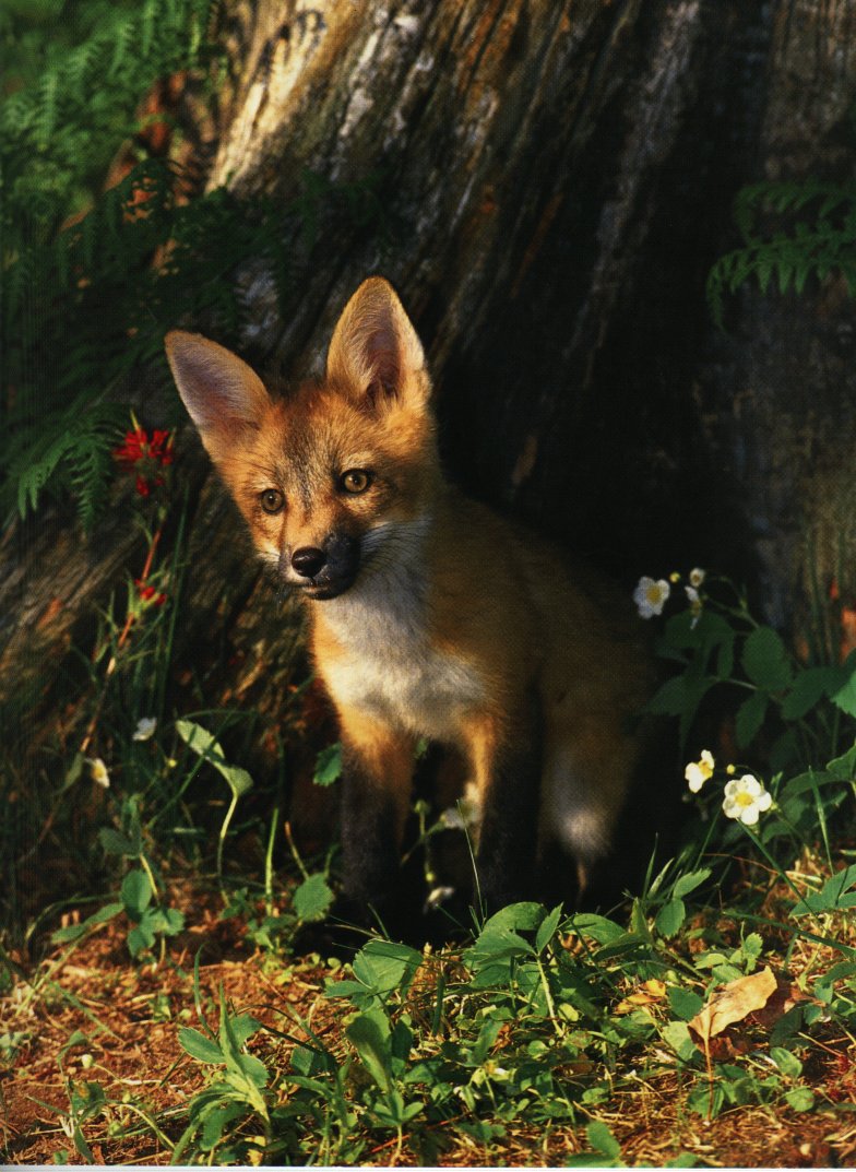 Red Fox (Vulpes vulpes){!--붉은여우--> juvenile; DISPLAY FULL IMAGE.