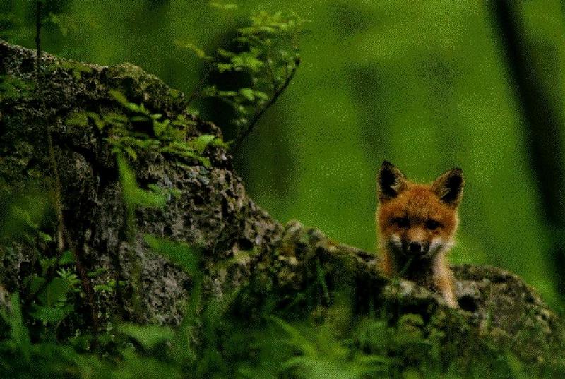 Red Fox (Vulpes vulpes){!--붉은여우--> pup; DISPLAY FULL IMAGE.