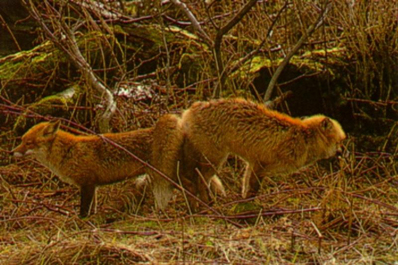 Red Fox (Vulpes vulpes){!--붉은여우--> mating pair; DISPLAY FULL IMAGE.