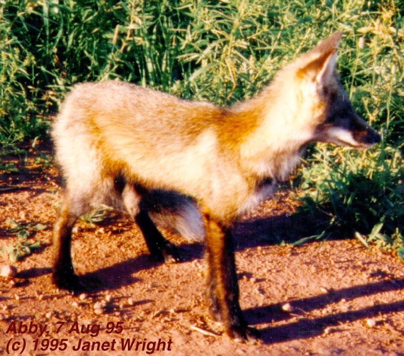 Red Fox (Vulpes vulpes){!--붉은여우--> by Janet Wright; DISPLAY FULL IMAGE.