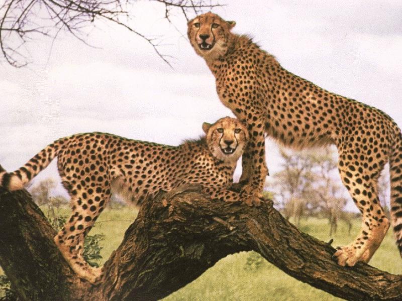 Cheetah (Acinonyx jubatus){!--치타--> pair on tree; DISPLAY FULL IMAGE.