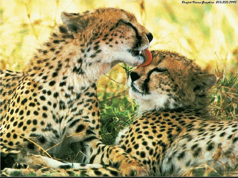 Cheetah (Acinonyx jubatus){!--치타--> two juveniles; DISPLAY FULL IMAGE.