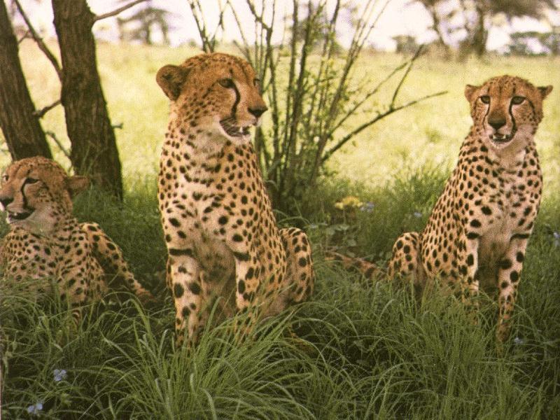 Cheetahs (Acinonyx jubatus){!--치타-->; DISPLAY FULL IMAGE.