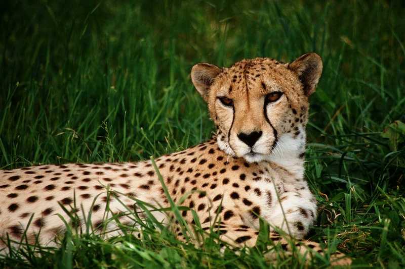 Cheetah (Acinonyx jubatus){!--치타-->; DISPLAY FULL IMAGE.
