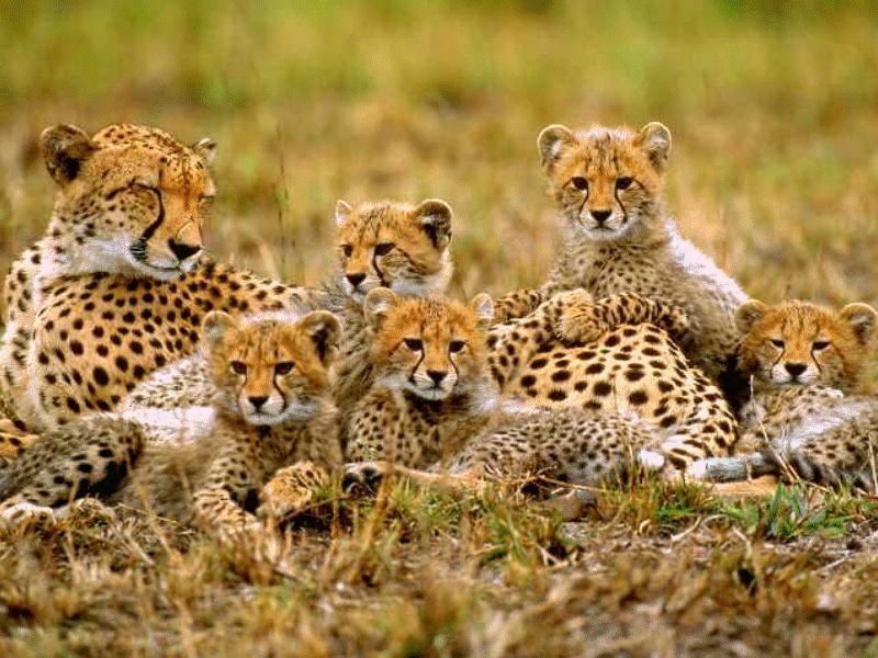 Cheetah (Acinonyx jubatus){!--치타--> family; DISPLAY FULL IMAGE.