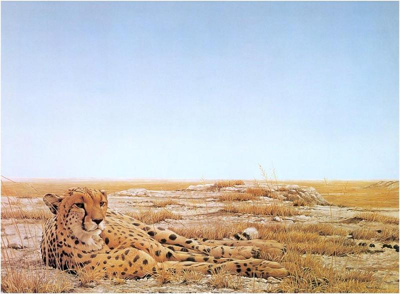 [Animal Art] Cheetah (Acinonyx jubatus){!--치타--> by Robert Bateman; DISPLAY FULL IMAGE.