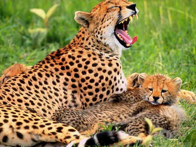 Cheetah (Acinonyx jubatus){!--치타--> family; DISPLAY FULL IMAGE.