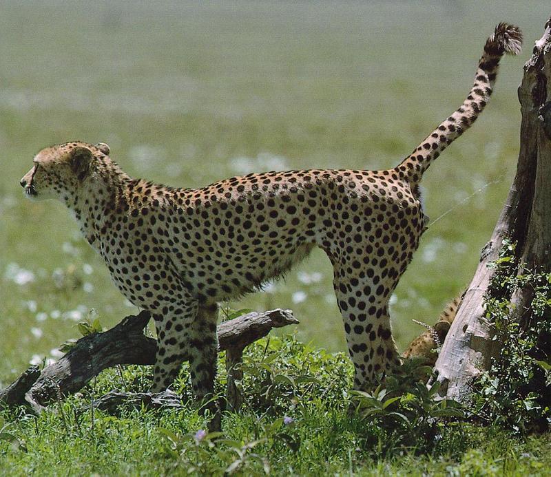 Cheetah (Acinonyx jubatus){!--치타--> marking territory; DISPLAY FULL IMAGE.