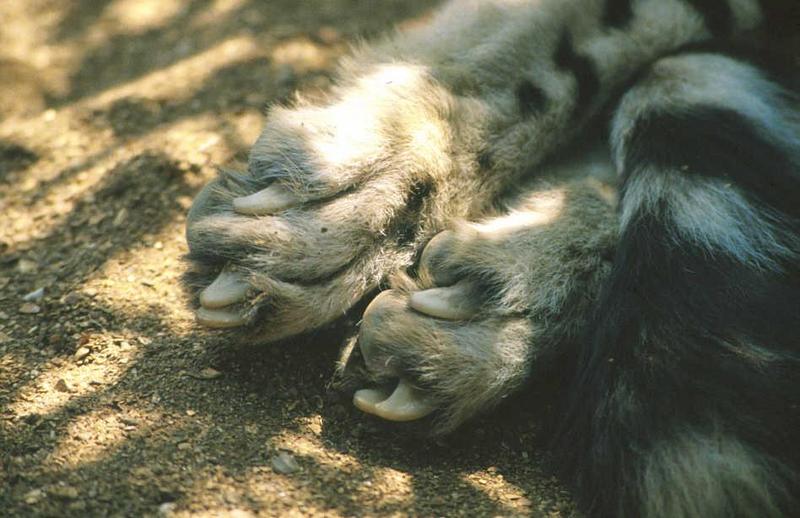 Cheetah (Acinonyx jubatus){!--치타--> back claws; DISPLAY FULL IMAGE.