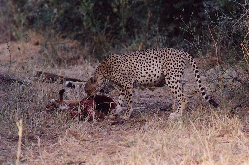 Cheetah (Acinonyx jubatus){!--치타--> with victim; DISPLAY FULL IMAGE.