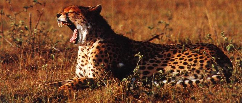 Cheetah (Acinonyx jubatus){!--치타--> big yawn; DISPLAY FULL IMAGE.