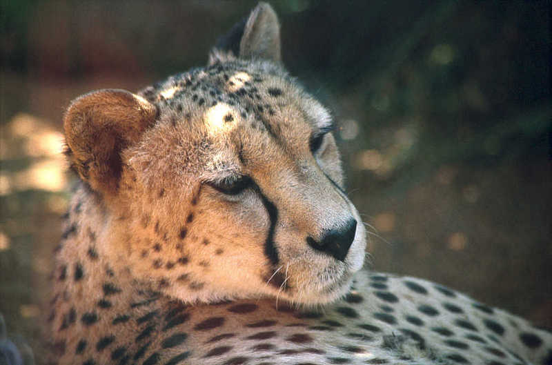 Cheetah (Acinonyx jubatus){!--치타--> face; DISPLAY FULL IMAGE.